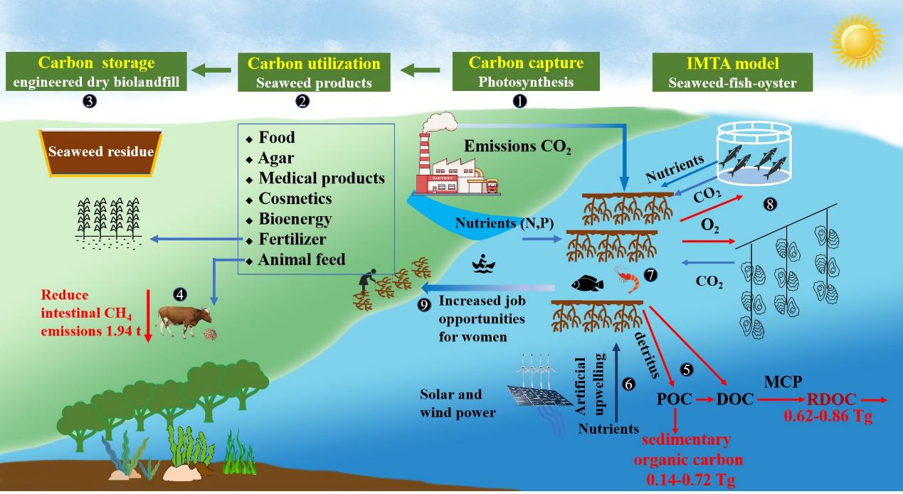 图2. 基于大型海藻的陆海统筹低碳经济发展的概念模型 配图2