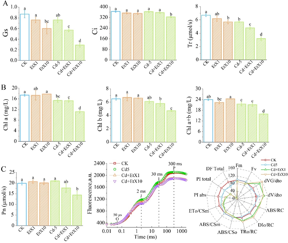 图2 Cd和乙基黄药联合胁迫对白菜蒸腾作用(A)、叶绿色含量(B)及光合作用(C)的影响 配图3