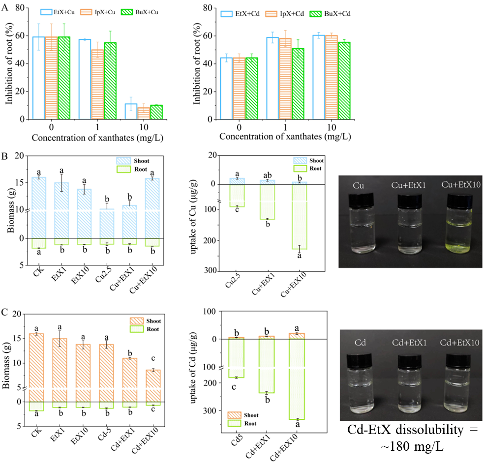 图1 重金属(Cd、Cu)与黄药联合胁迫对白菜幼苗根系生长(A)、Cu积累量(B)和Cd积累量(C)的影响。