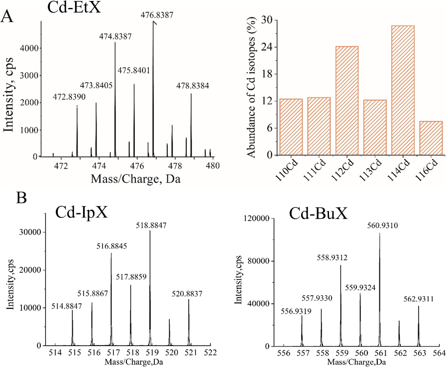 图 3 Cd-EtX的高分辨率质谱(HRMS)以及Cd同位素的自然丰度(A)以及Cd-IpX(B)和Cd-BuX(C)的HRMS谱