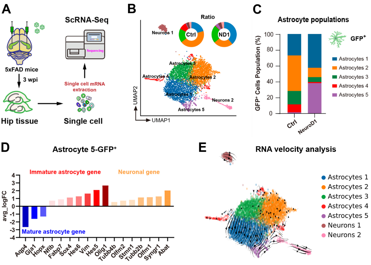 图2 单细胞测序解析原位神经再生的分子机制 配图3