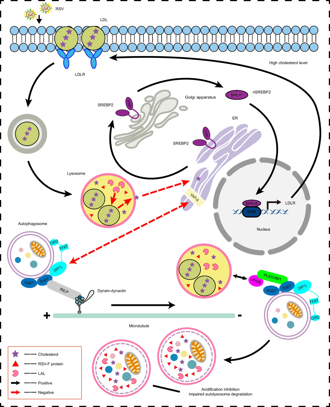 图1. RSV介导的溶酶体胆固醇代谢重编程促进病毒复制的作用示意图。 配图2