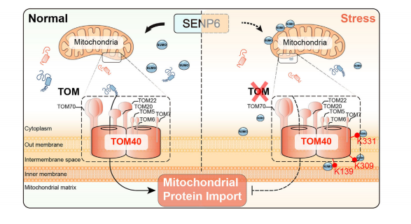 图1 TOM40 SUMO修饰的生理与病理意义