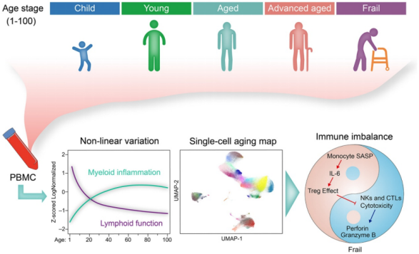 图2儿童期到衰弱的单细胞RNA测序数据整合分析策略